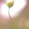 秋