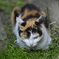 谷根千の猫