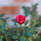 家の薔薇