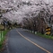 桜のトンネル