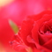 Red rose