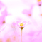 コスモスの中に一輪の秋桜