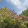 NatureGradation