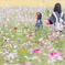 花摘み