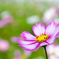 花畑の一輪