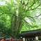 新緑の貴船神社