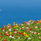 海辺の花畑
