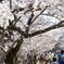 桜並木道