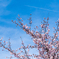 桜と飛行機雲