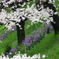 Sakura CHIDORIGAFUCHI_06