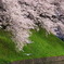 Sakura CHIDORIGAFUCHI_01