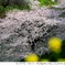 Sakura CHIDORIGAFUCHI_02