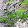 Sakura CHIDORIGAFUCHI_03