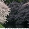 Sakura CHIDORIGAFUCHI_04