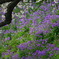 Sakura CHIDORIGAFUCHI_05
