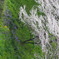 Sakura CHIDORIGAFUCHI_08