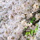 Sakura CHIDORIGAFUCHI_12