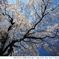 SAKURA TAKAO_6