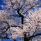 SAKURA TAKAO_1