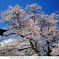 SAKURA TAKAO_2