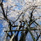 SAKURA TAKAO_3