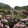 薔薇　薔薇　薔薇