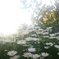 強くいきる花たち