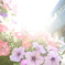 強くいきる花たち2