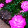 薔薇