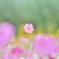 レイン シャワー ♪