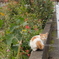 DSCF0952