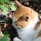 ねこ