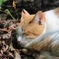 ねこ