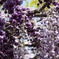 ふじの花
