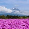 芝桜に映える雄大な霊峰