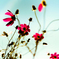 cosmos