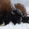 Buffalo