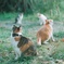 猫集会