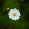 grace