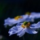 花ノ光