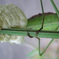オオカマキリの産卵