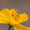 10月下旬の庭に咲く花