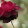 名前忘れた薔薇