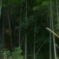 過去の栄光
