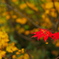 紅二点