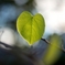 GreenHeart