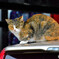 猫１