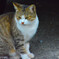 猫2