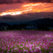Cosmos field of sunset