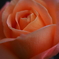 薔薇